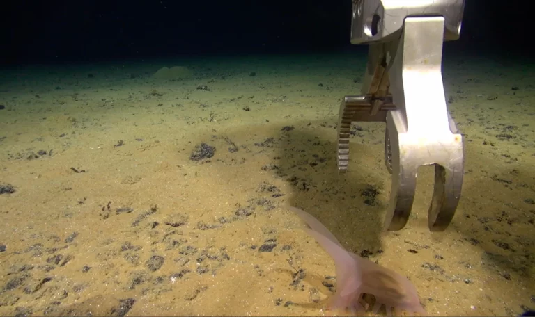 Hundreds of new species found in a hidden world beneath the Pacific