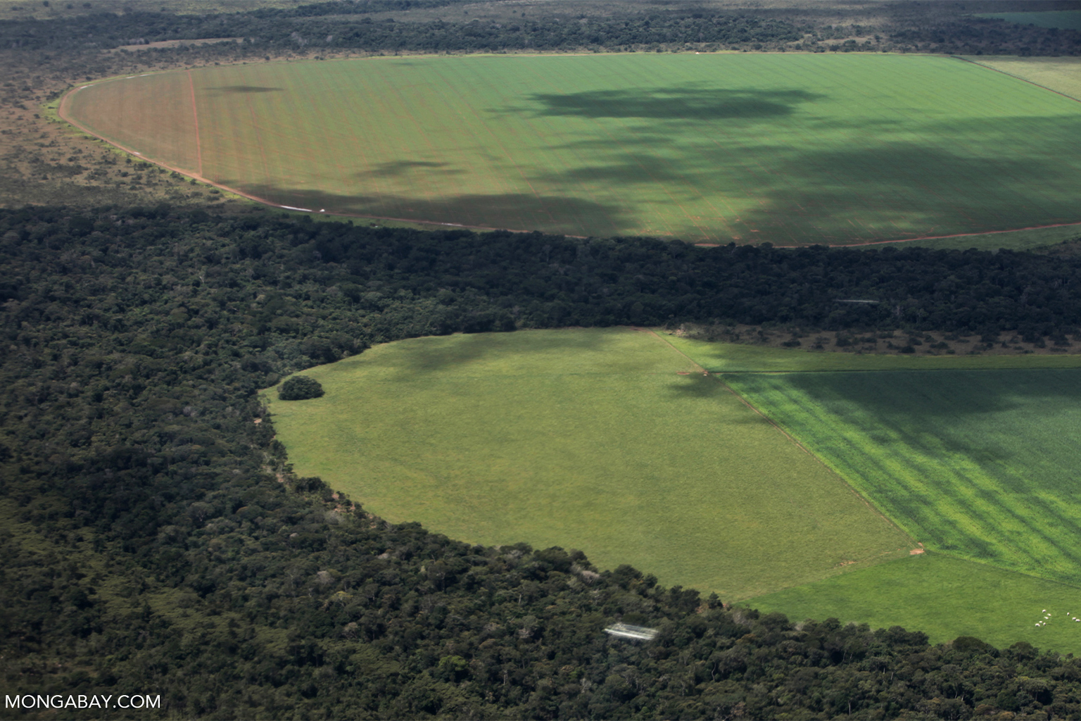 Large-scale soy fields in the southern Amazon in Brazil.