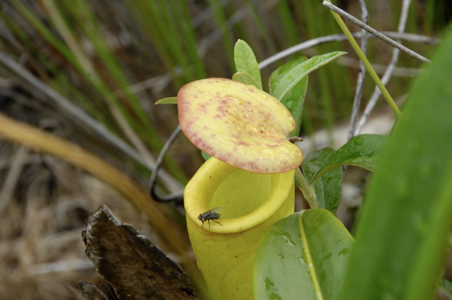 A pitcher plant (Nepenthes madagascariensis) in Madagascar that traps and digests insects for nutrients. Image © Julie Larsen.