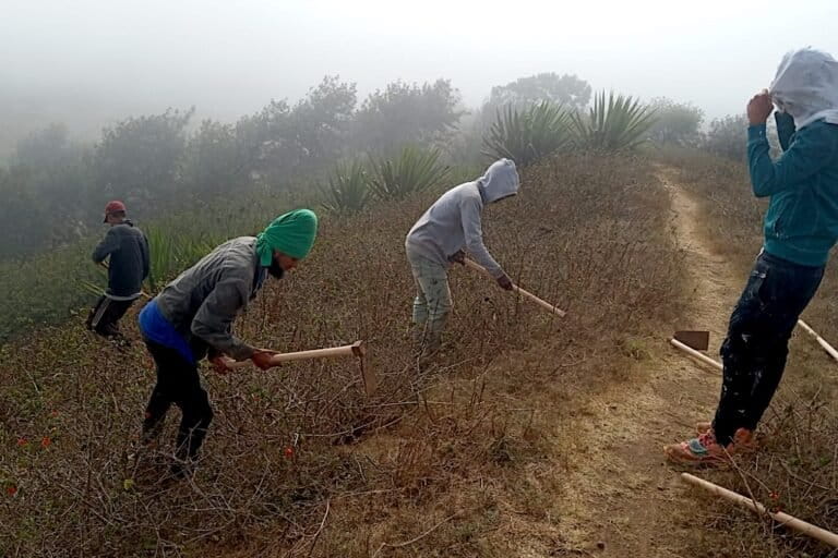 In the cloud forests of Brava, Cabo Verde, community youth bend over thorny shrubs, pulling out these invasive plants that choke the native orchids and grasslands. Not far away, herders guide their cattle through cleared pastures, benefiting directly from the restoration work. These community members are inspired by an initiative that commenced thousands of kilometers away in India, where villagers and conservationists are wrestling with Lantana camara, an ornamental plant from Central America that has spread like wildfire, threatening forests, wildlife, and livelihoods alike. Yet in both places, these struggles are not just about removing a plant—they are about securing a future where people and ecosystems can coexist. Image courtesy of the author.