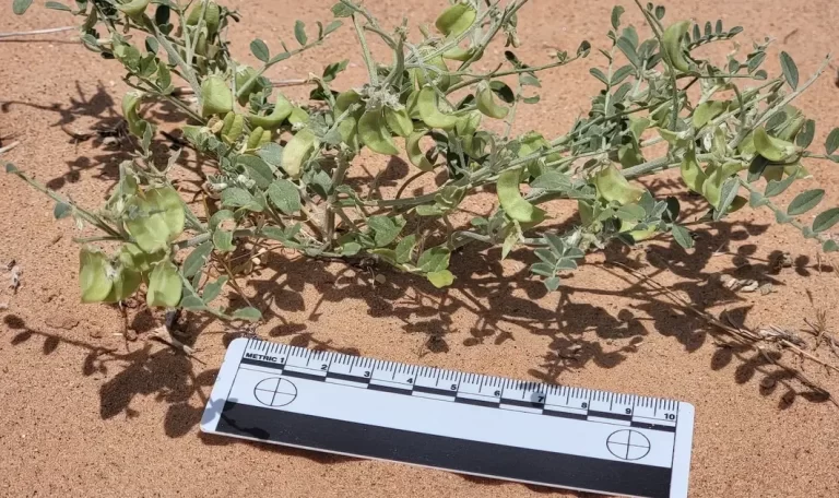 A rare plant species thrives amid solar panels in the…