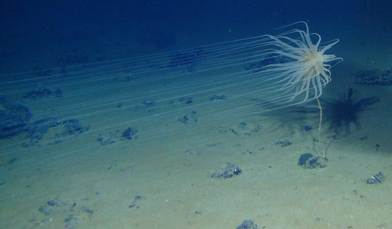 UK government faces legal challenge over deep sea mining permits to “opaque” firm