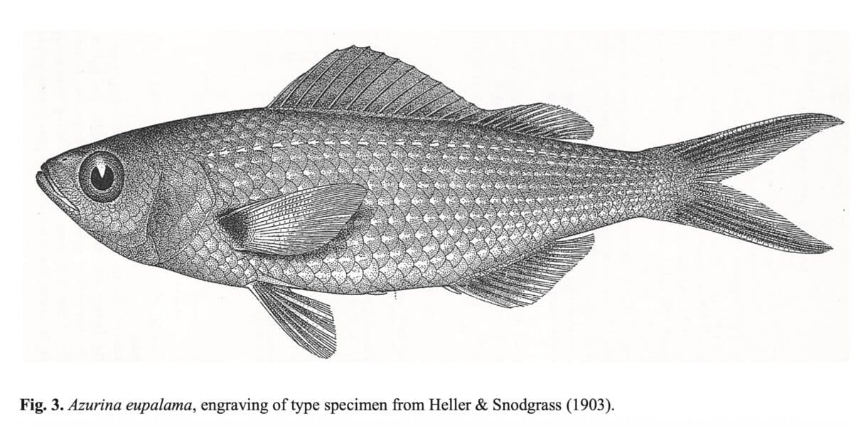 Azurina eupalama, engraving of type specimen from Heller & Snodgrass (1903).
