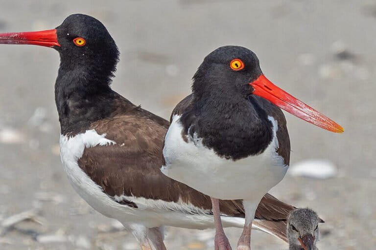 American oystercatchers and chick on Fort Tilden Beach, New York. Image by Rhododendrites via Wikimedia Commons (CC BY-SA 4.0).