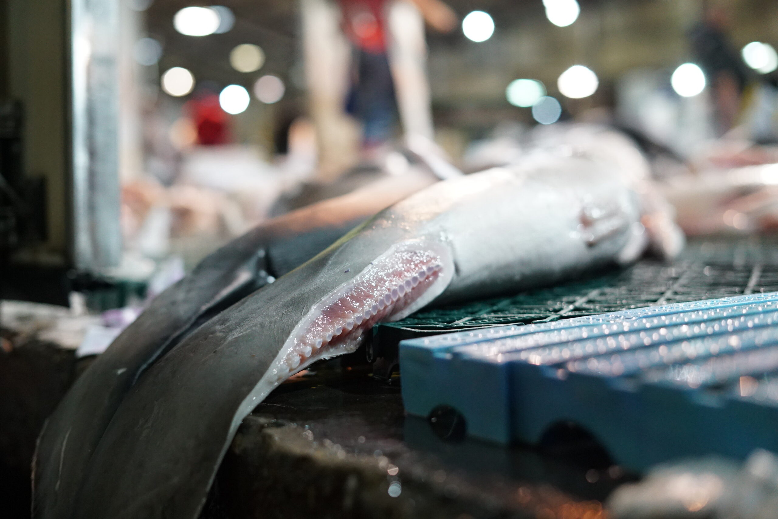Finned shark carcasses in Brazil. Image by Philip Jacobson/Mongabay.