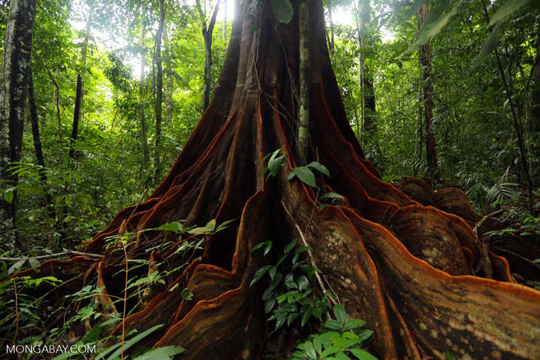 Osa rainforest tree in Costa Rica. Photo by Rhett Butler.