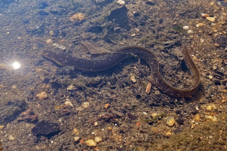 All American and European eels are born in the Sargasso Sea in the Atlantic, and then drift to rivers and estuaries through oceanic currents.