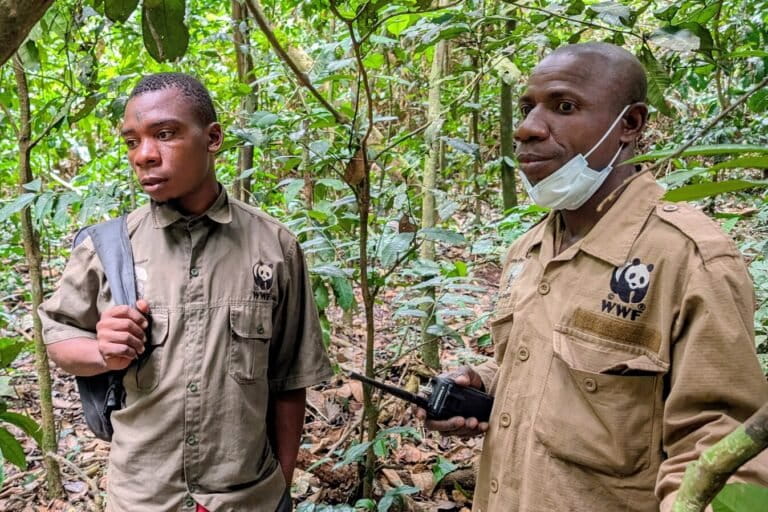 Grace Balembe, right, is a WWF tracker. He told Mongabay that without tourism, he might not have a job. His work includes accompanying tourists into the forest and helping locate and track wildlife. Image by Rhett A. Butler/ Mongabay.