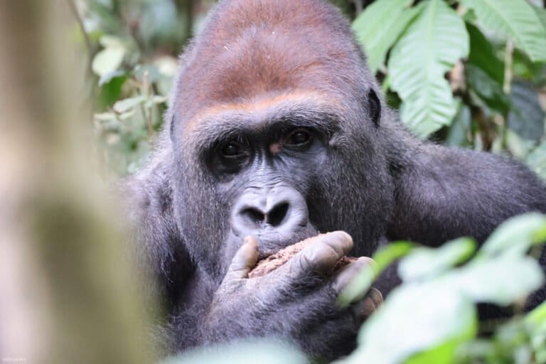 Most tourists who travel to the Central African Republic (CAR) are drawn by the western lowland gorillas (Gorilla gorilla gorilla) in Dzanga-Sangha National Park. Image by Rhett A. Butler/ Mongabay.