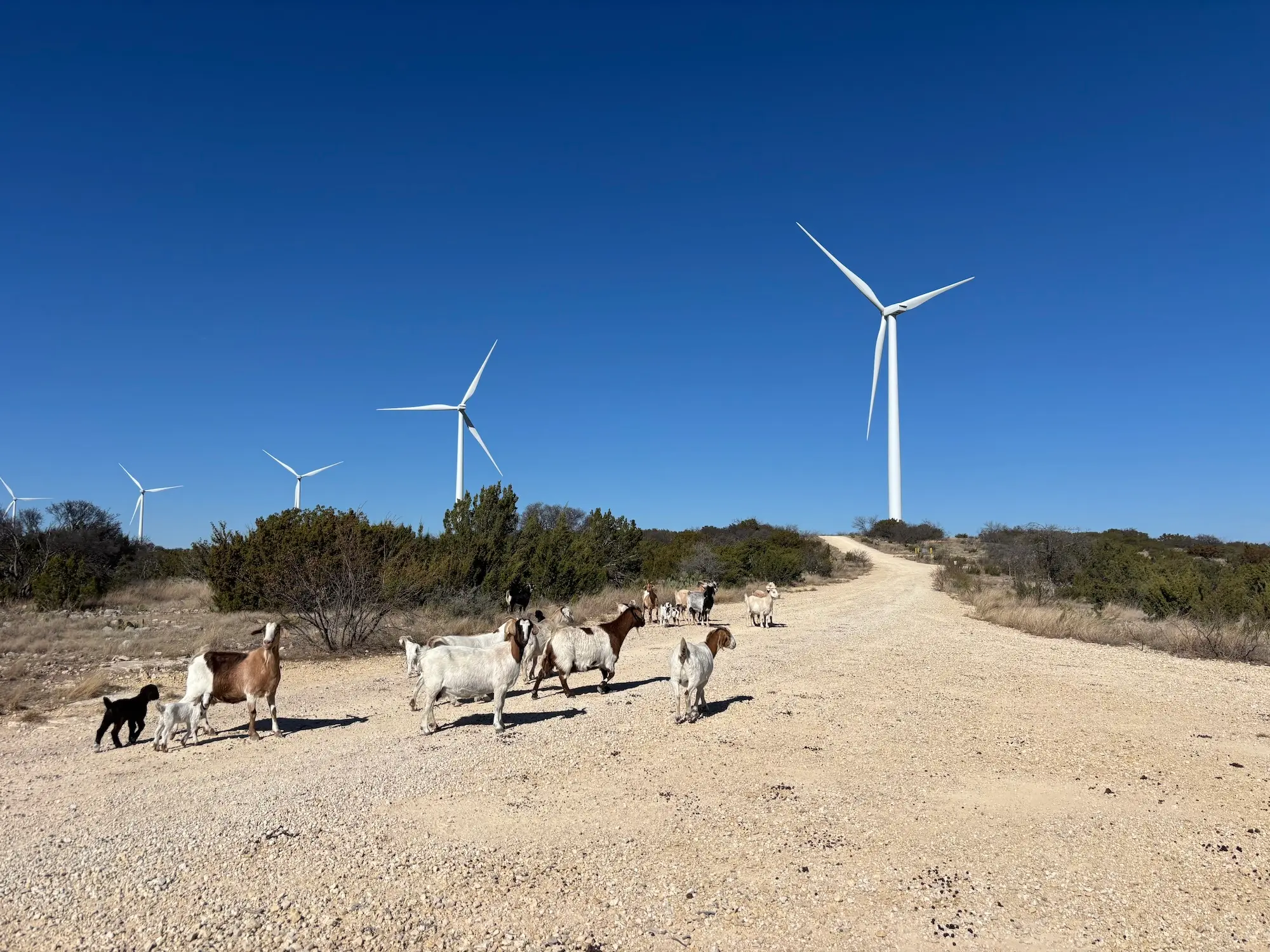a small herd of goats walks on a path near wind turbines