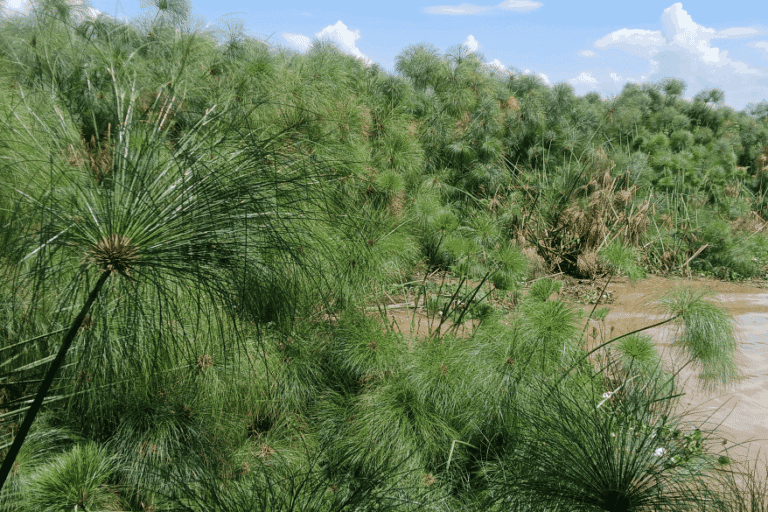Papyrus vegetation in the Dunga wetland. Image by Achieng’ Otieno for Mongabay.