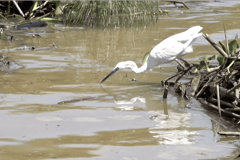 A little egret (Egretta garzetta) at Dunga Beach. Image by Achieng’ Otieno for Mongabay.