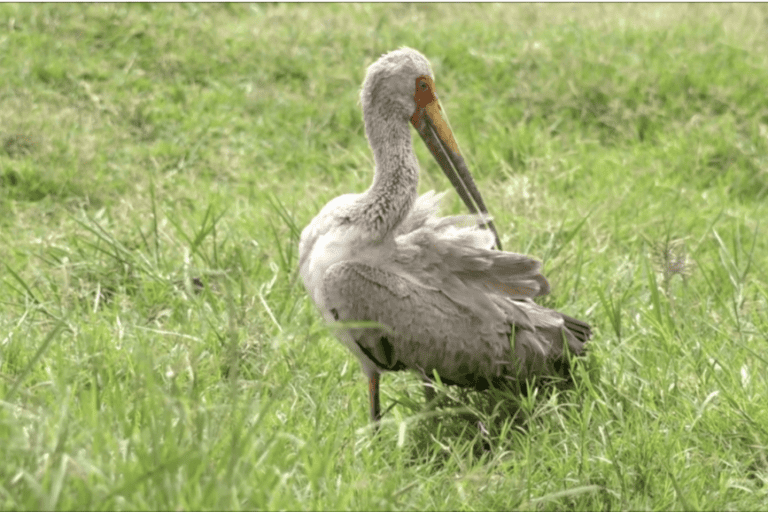 A yellow-billed stork (Mycteria ibis) at Dunga Beach. Image by Achieng’ Otieno for Mongabay.