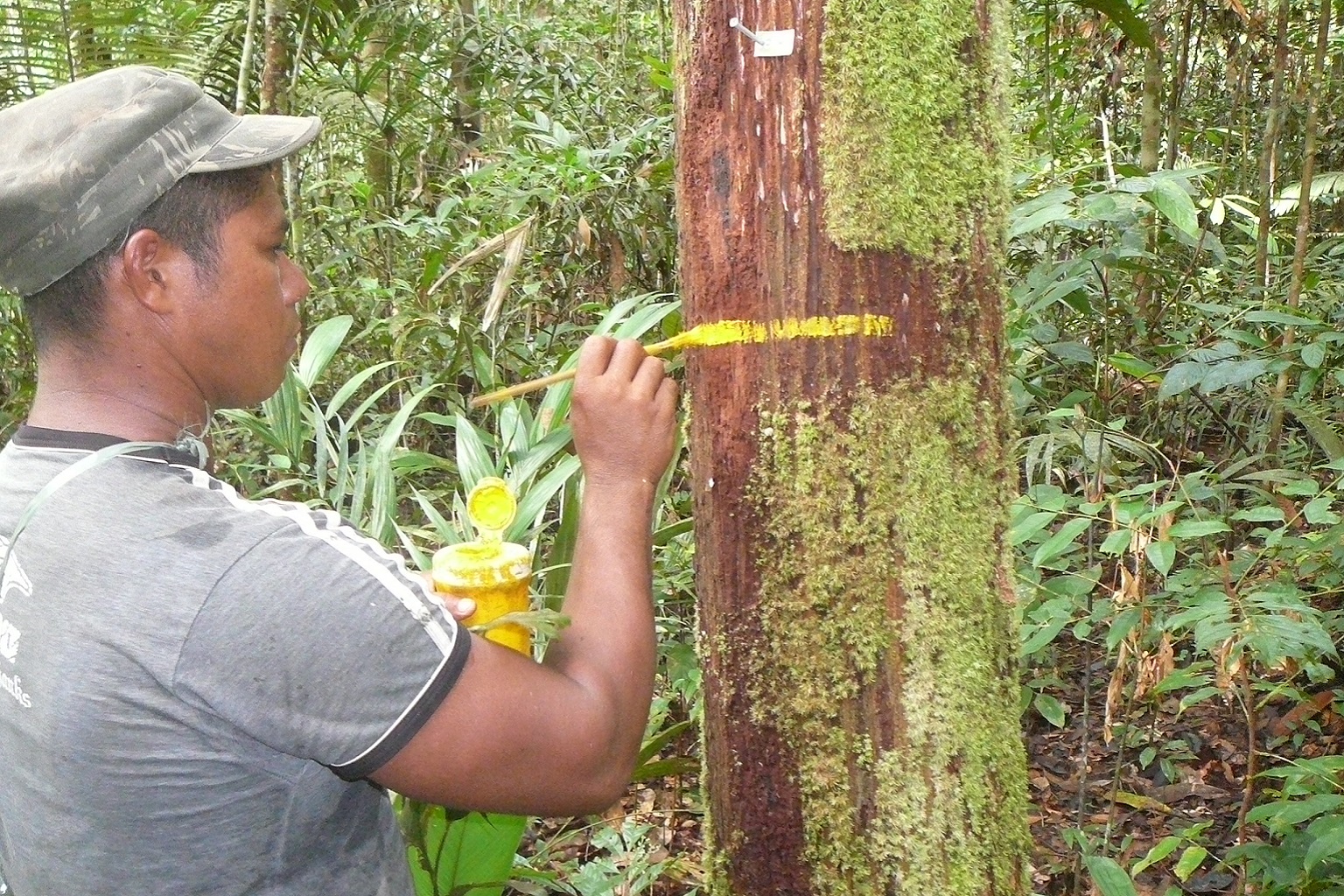 A research scientist marks a tree in a shallow water table forest in Brazil to gauge its response to drought conditions. More than a third of the Amazon is composed of such wetland forests, suggesting that huge swaths of the world's largest rainforest may be far more resistant to severe droughts than recognized by previous research.