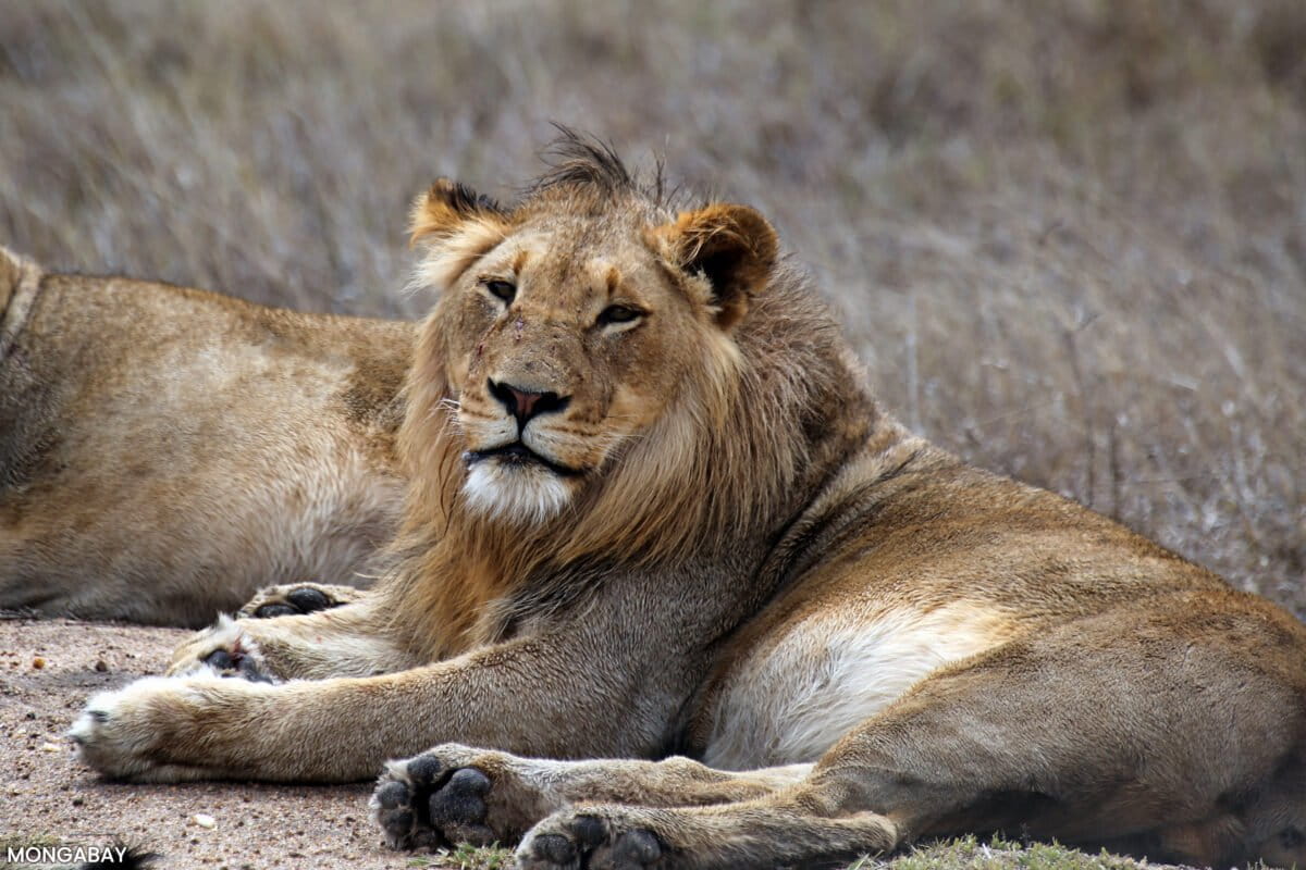 Lions in South Africa. Photo by Rhett Ayers Butler
