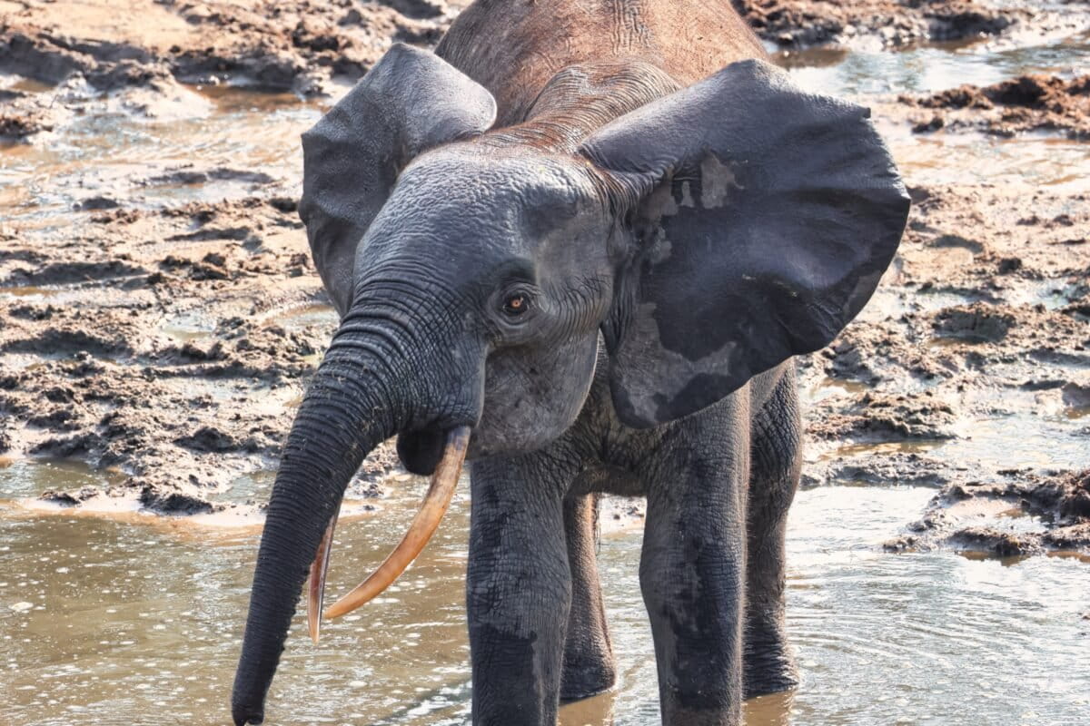 Elephant in Dzanga Bai in Dzanga-Sangha Special Reserve, Central African Republic. Photo by Rhett Ayers Butler