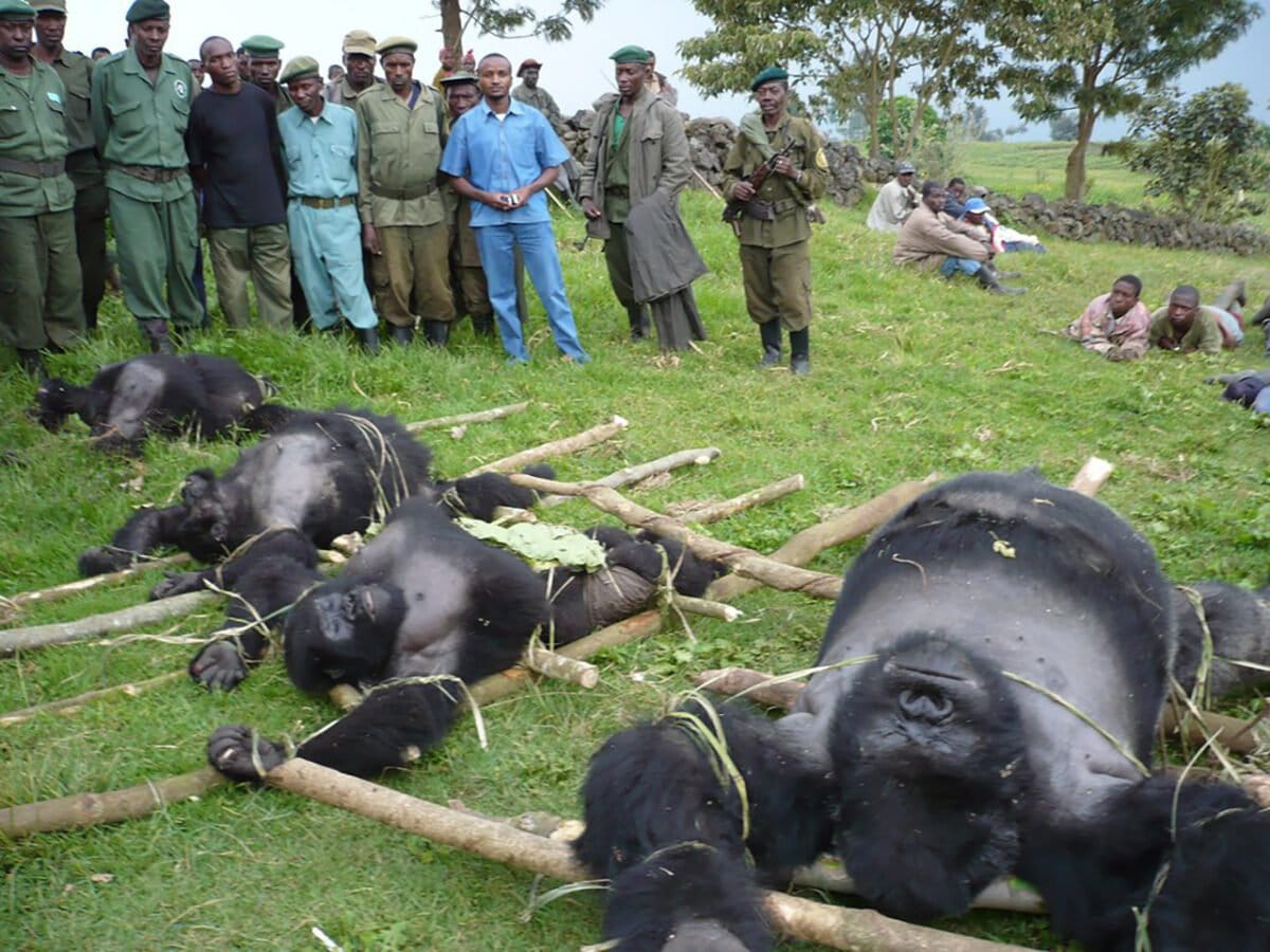 Gorillas killed in Virunga in 2007. Photo by Altor Musema / International Gorilla Conservation Programme (IGCP)
