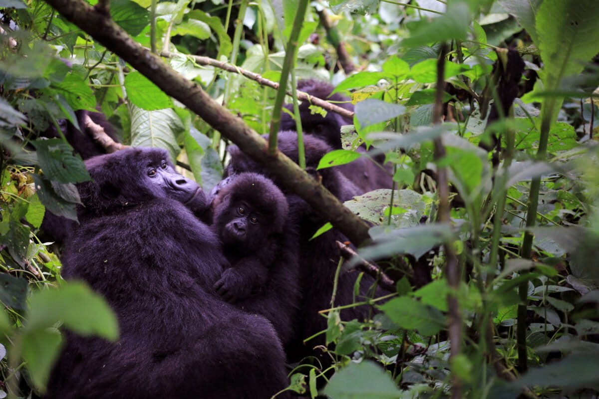 Bageni gorilla family. Courtesy of Virunga.org