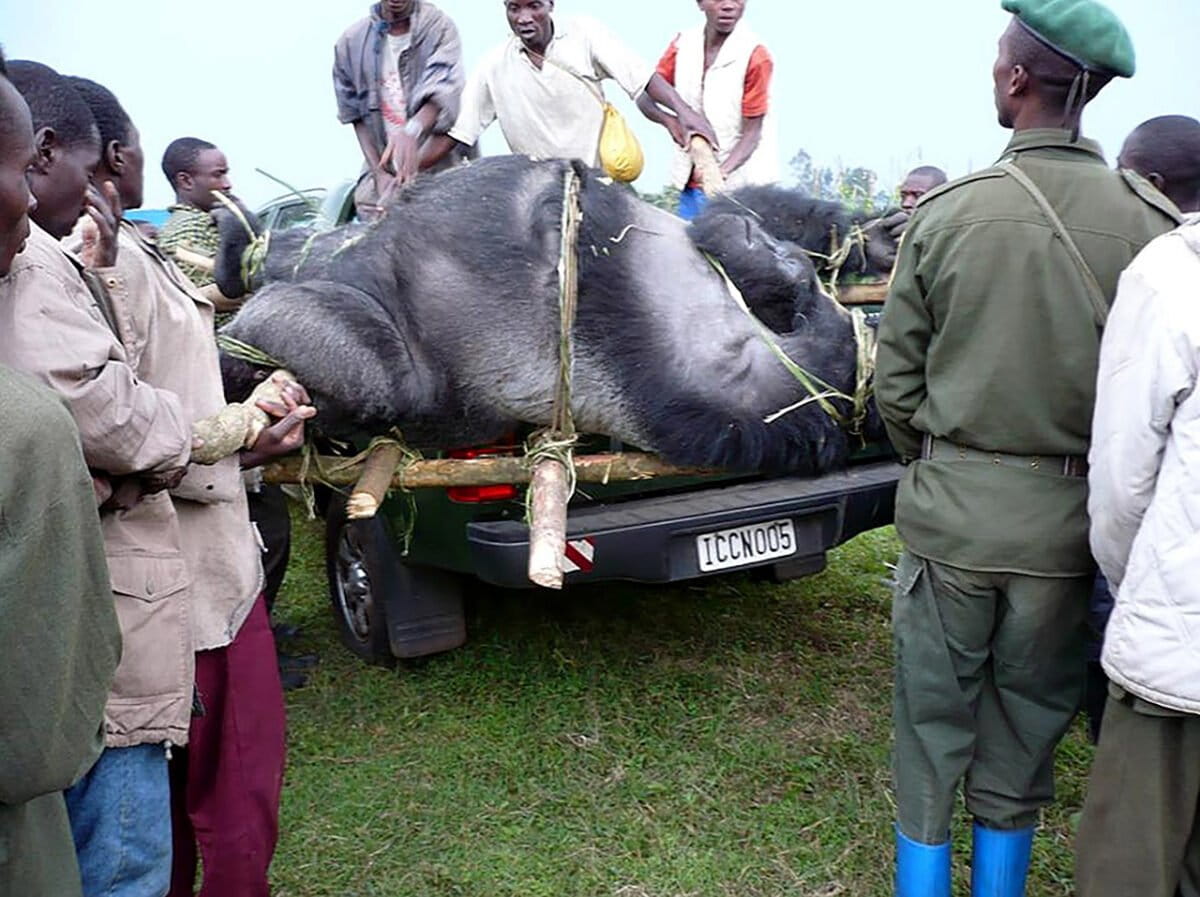 Gorillas killed in Virunga in 2007. Photo by Altor Musema / International Gorilla Conservation Programme (IGCP)