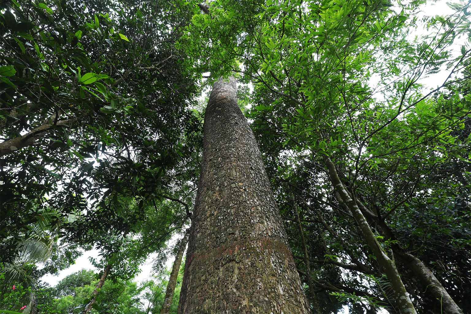 Boilam typically occurs in small patches in the forested areas of the hilly Chattogram district, the CHT and Cox’s Bazar.