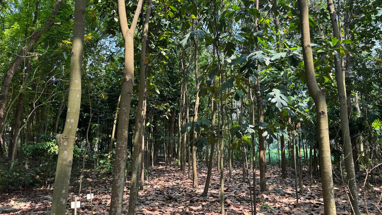 Mahbubul Islam Polash curates a garden with more than 300 rare flora species. Image courtesy of Mahbubul Islam Polash.