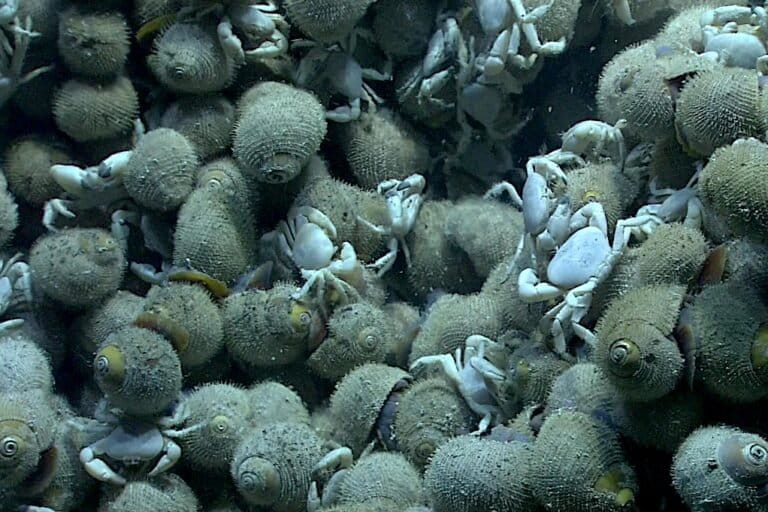 Alviniconcha snails and Austinograeid crabs around a deep-sea hydrothermal vent in the Northern Mariana Islands. Image courtesy of MARUM, University of Bremen and NOAA-Pacific Marine Environmental Laboratory.