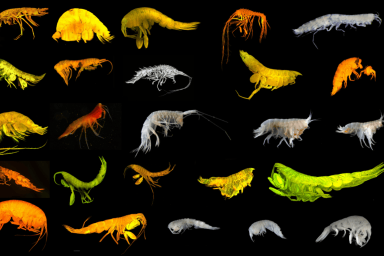 Collage of the 24 new Amphipod species identified in Clarion-Clipperton Zone, CC BY, National Oceanography Centre, Southampton