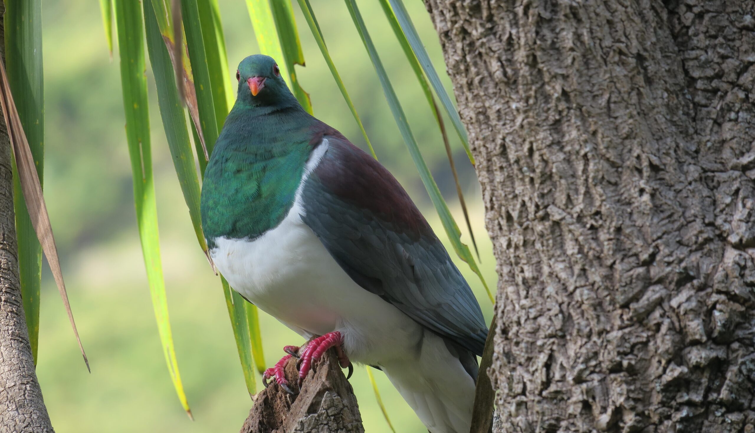 The kererū, also known as the New Zealand pigeon (Hemiphaga novaeseelandiae). Image by Phil Lyver.