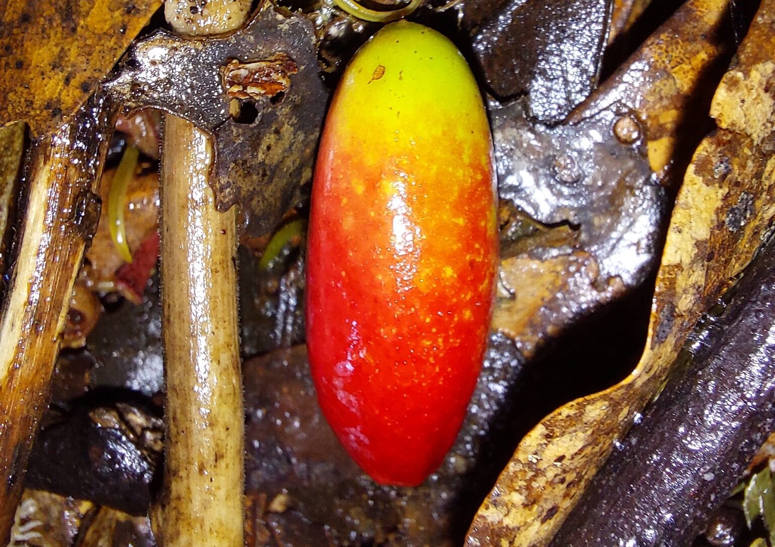 Tawa fruit (Beilschmiedia tawa). Image by Catchwords via iNaturalist (CC BY 4.0). 