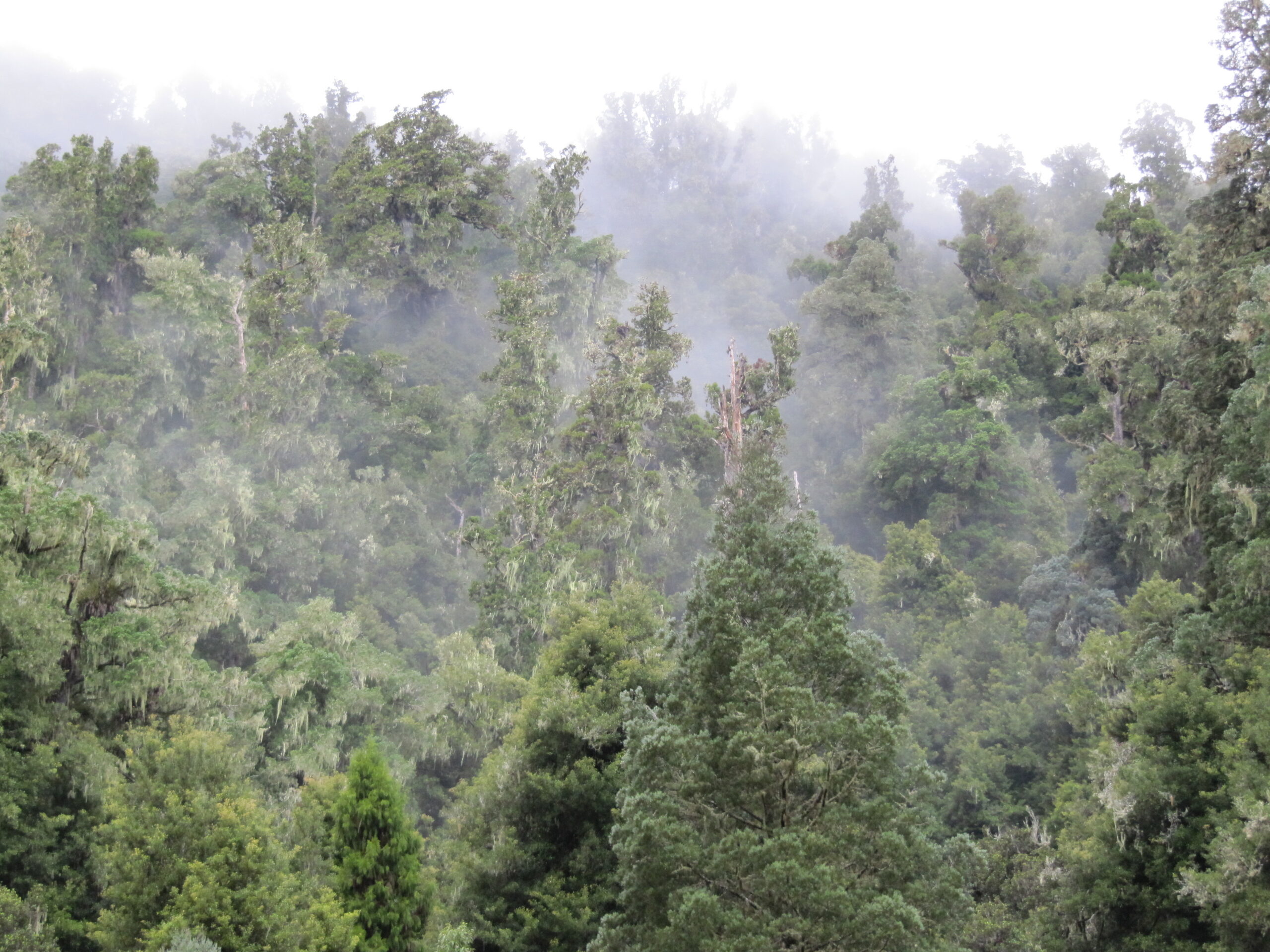 The fruits of the Te Urewera and Whirinaki forests used to set, ripen and drop with rhythmic regularity. Image courtesy of Phil Lyver.