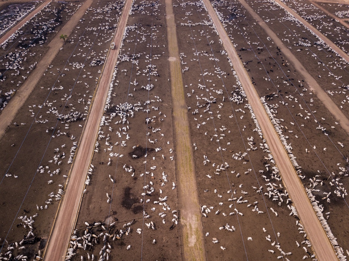 Aerial view showing cattle confinement in the Brazilian Amazon, one of the ecosystems affected by illegal deforestation. Image courtesy of Fernando Martinho/Goldman Environmental Prize.