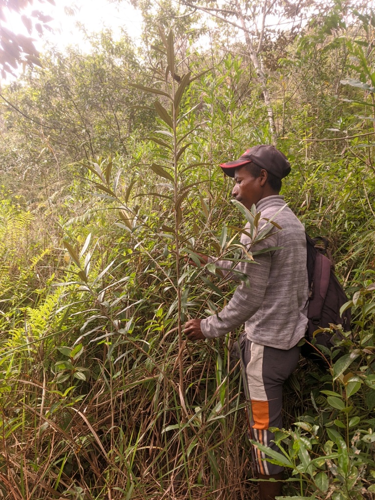 Field technician Anthony Ramarolahy during a recent monitoring visit, next to an Oliganthes seedling planted in 2023 with mycorrhizal inoculation.