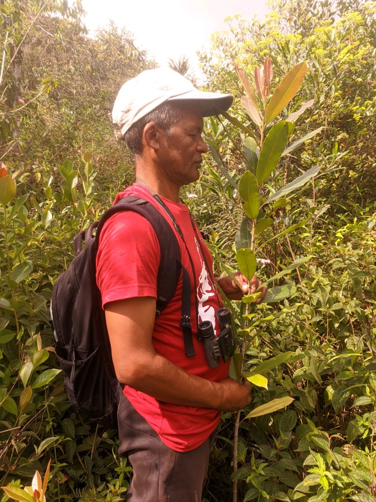 Field technician Claude Rakotoarivelo during a recent monitoring visit, next to an Abrahamia ditimena seedling planted in 2023 without mycorrhizal inoculation.