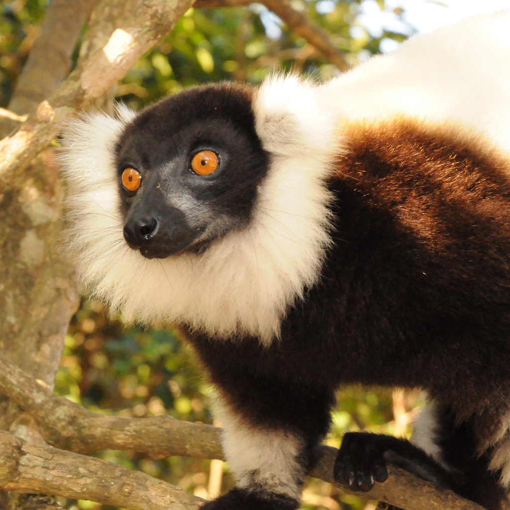 Black-and-white ruffed lemur (Varecia variegata) seen in a forest near the corridor. Project partners aim to restore habitat connectivity, supporting the movement and survival of this critically endangered species and many others across the landscape.