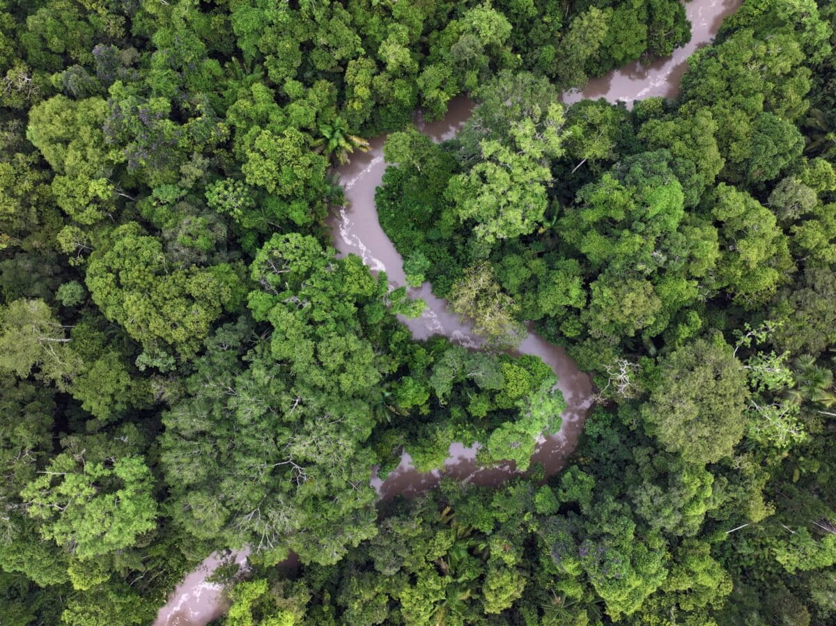 Rainforest in the Western Amazon. Image by Rhett Ayers Butler
