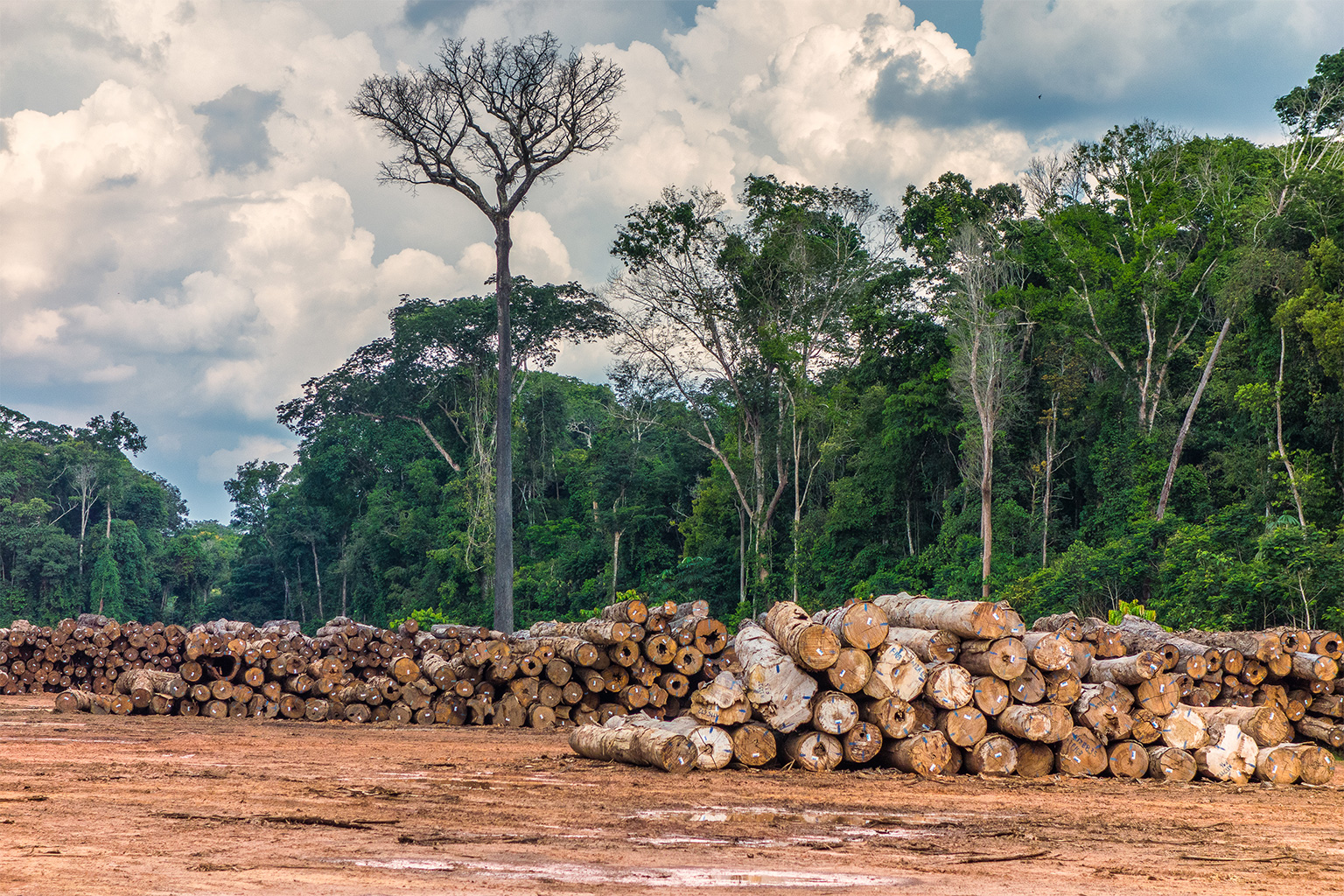 Logging activity in the Brazilian state of Rondônia, with trees already tagged and waiting for transportation. Image courtesy of Vicente Sampaio/Imaflora.