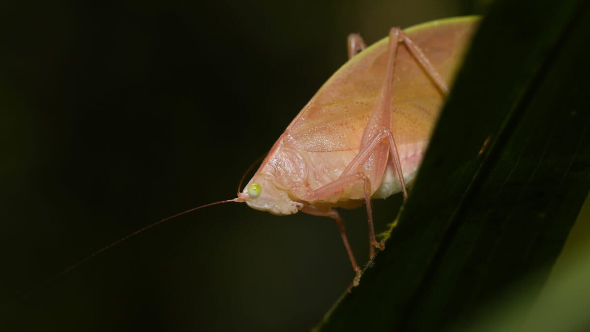 Katydid. Photo by Rhett Ayers Butler