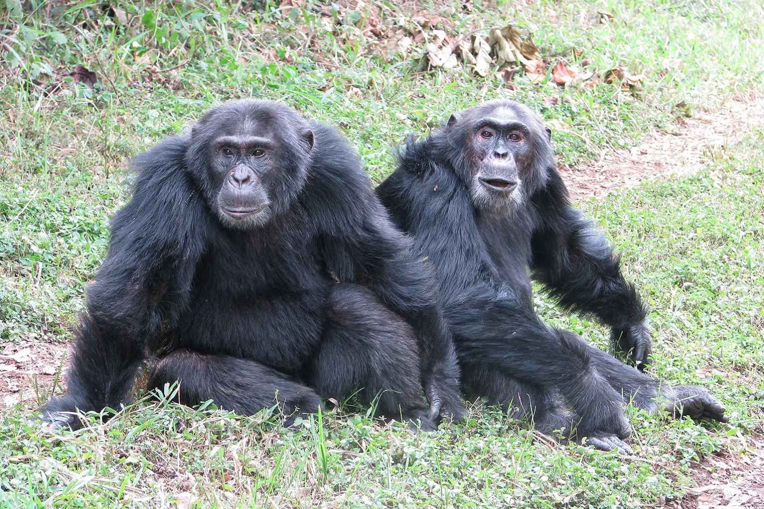 Morton (Central) and Garrison, photographed together before the split. Morton became part of the Central group , Garrison joined the rival West group.