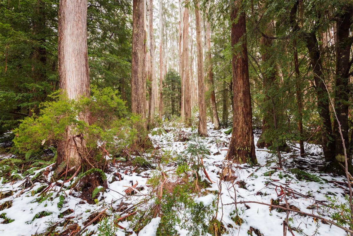 Alpine Ash forest in the Baw Baw National Park, Victoria. Photo by Chris Taylor