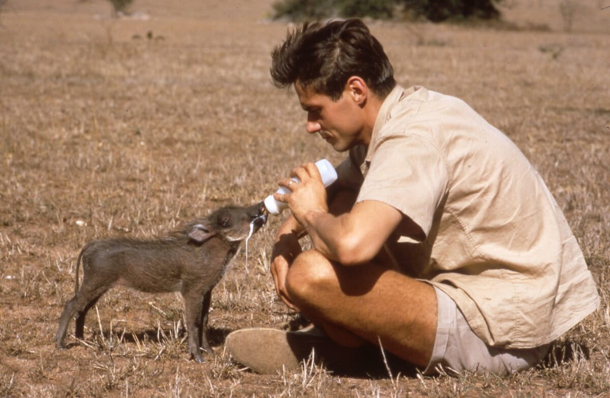 Knowing of George’s love of pigs, a neighbor brought him a three-week-old warthog found in a den with her dead siblings. Giri demanded to be fed every few hours and cried when George went off to work. Courtesy of the George B. Schaller Archive.