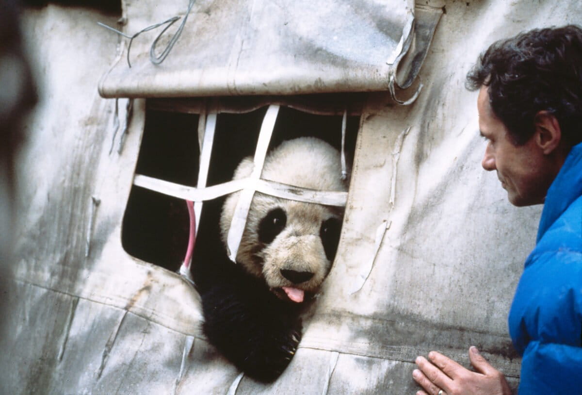 One of Schaller’s most famous pictures concealed an infinitely sad story of wild pandas reduced to objects for our entertainment. Courtesy of the George B. Schaller Archive.