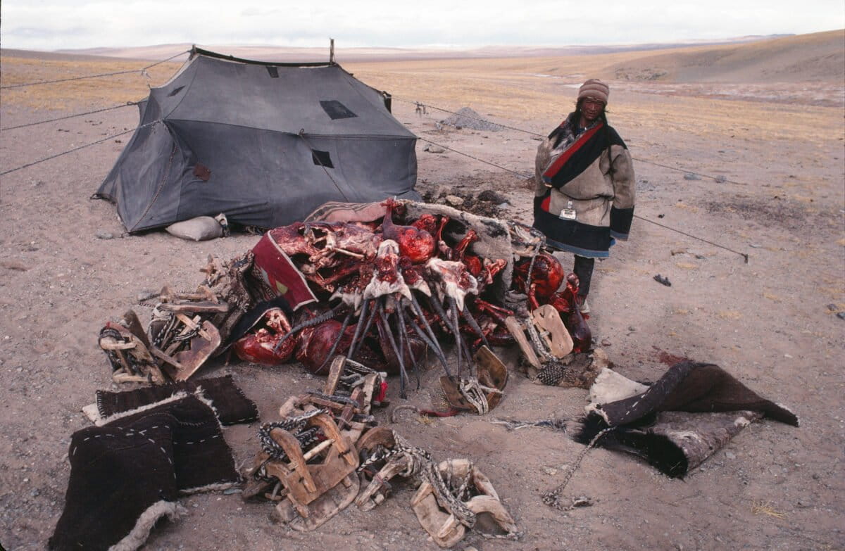 Chiru, adapted to Earth’s most extreme terrain, grow the finest of all wool, which must be plucked from a carcass. Schaller cracked a global smuggling ring that reached all the way from Tibet to New York’s Park Avenue. Courtesy of the George B. Schaller Archive.