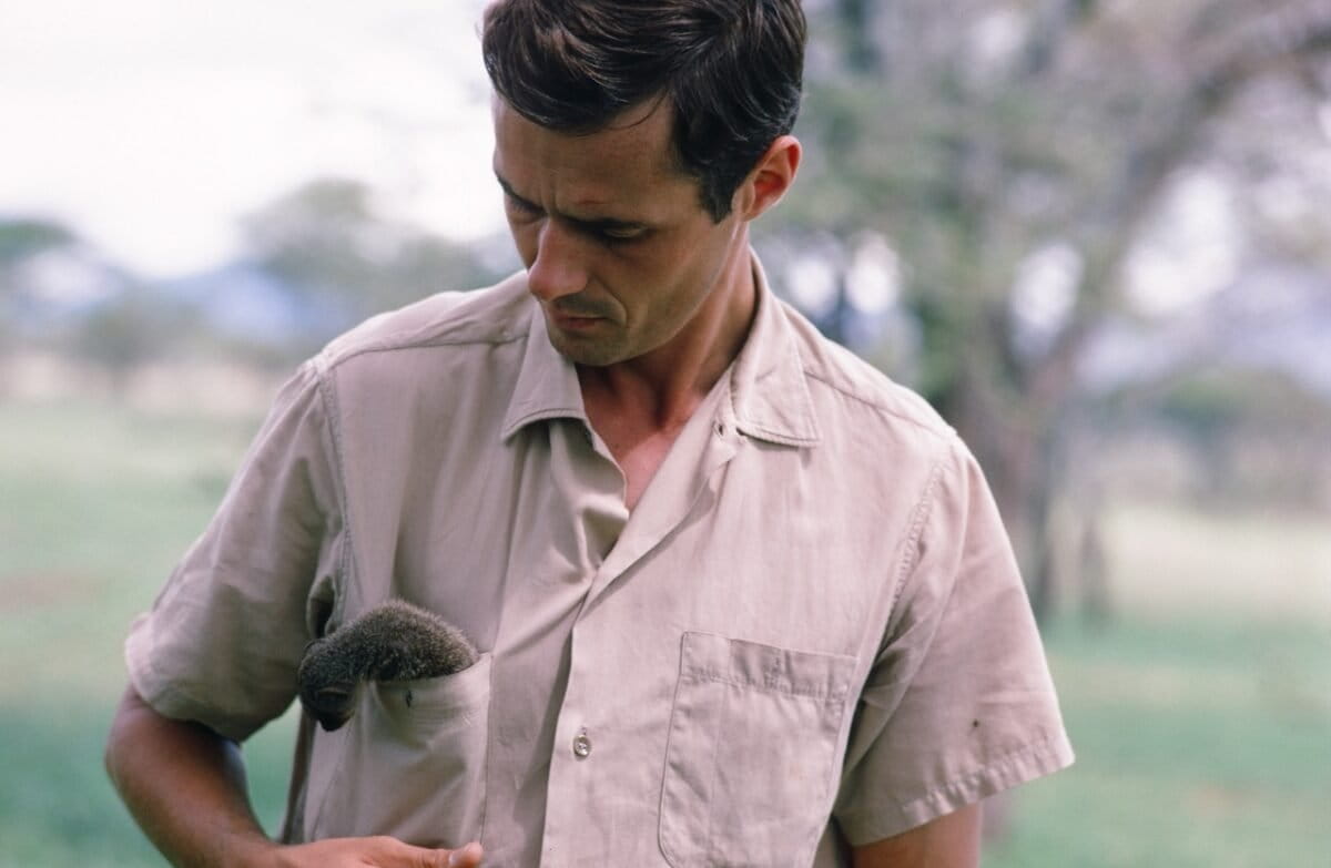 George and mongoose. Photo courtesy of the George B. Schaller Archive.