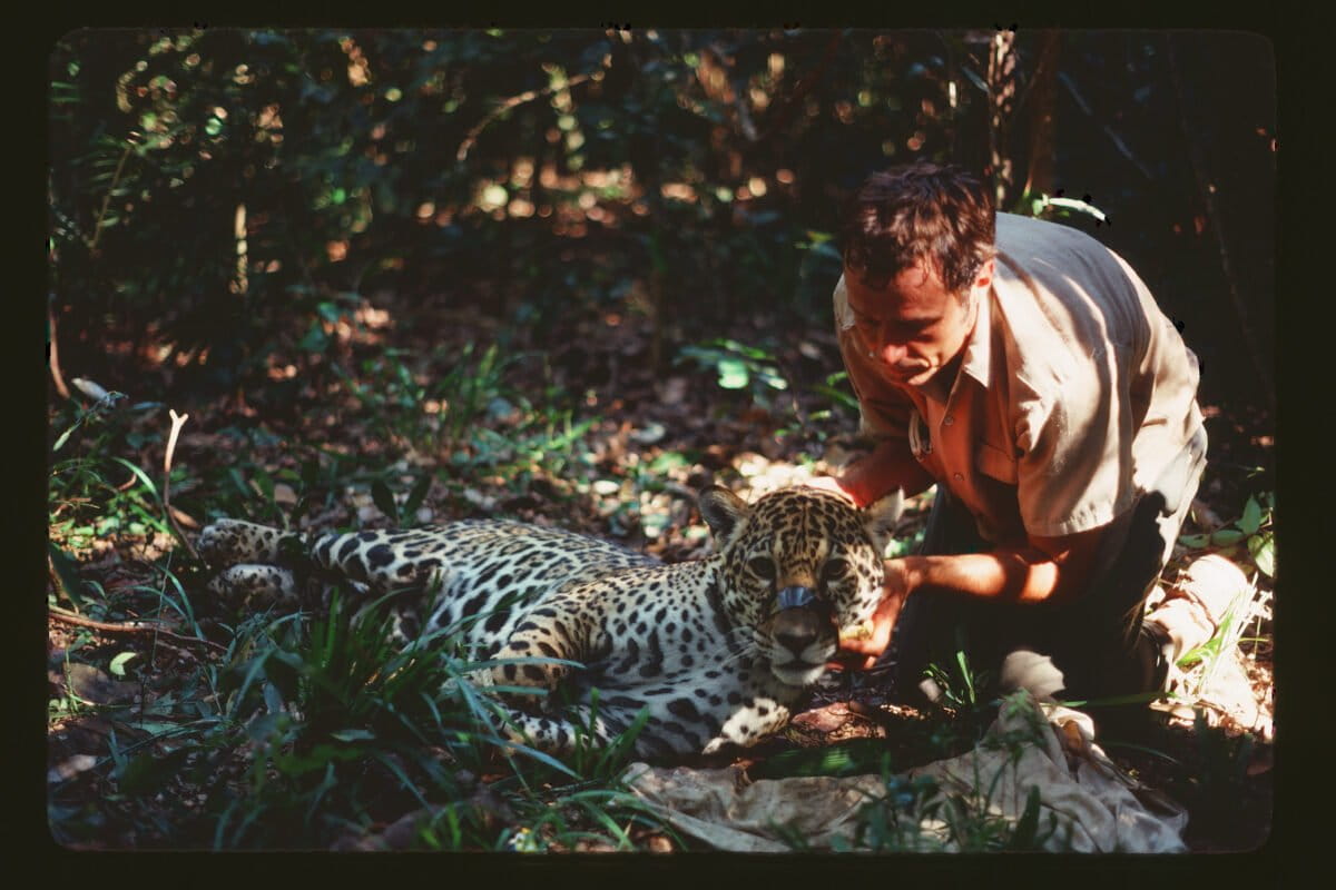 To track Brazil’s elusive jaguars, Schaller turned reluctantly to radio collars, still in the beta stage in 1978. Courtesy of the George B. Schaller Archive.