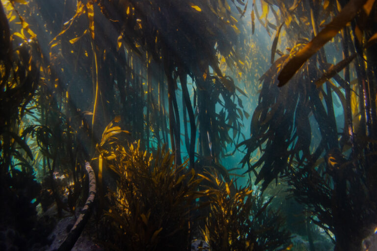 In South Africa’s Xhosa language, kelp is called imbambosi, which is similar to the word for penguin, unombombiya, according to marine biologist Loyiso Dunga. Image courtesy of Jannes Landschoff.