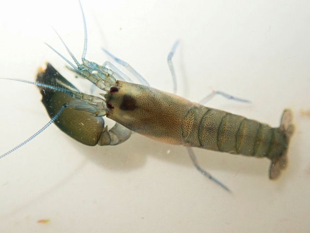 The popping sounds made by snapping shrimps (belonging to the family Alpheidae) can be heard throughout the Great African Seaforest. Image courtesy of Jannes Landschoff.