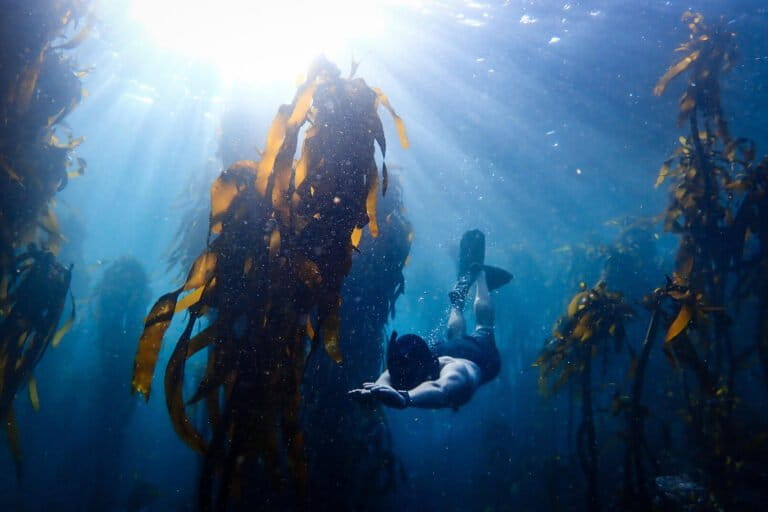 Jannes Landschoff diving in the Great African Seaforest. Image courtesy of Jannes Landschoff.