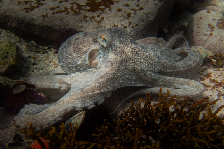 Following the success of the Oscar-winning documentary My Octopus Teacher, the enigmatic octopus gained fame across the world, introducing audiences to the wonders of the Great African Seaforest. Image courtesy of Jannes Landschoff.