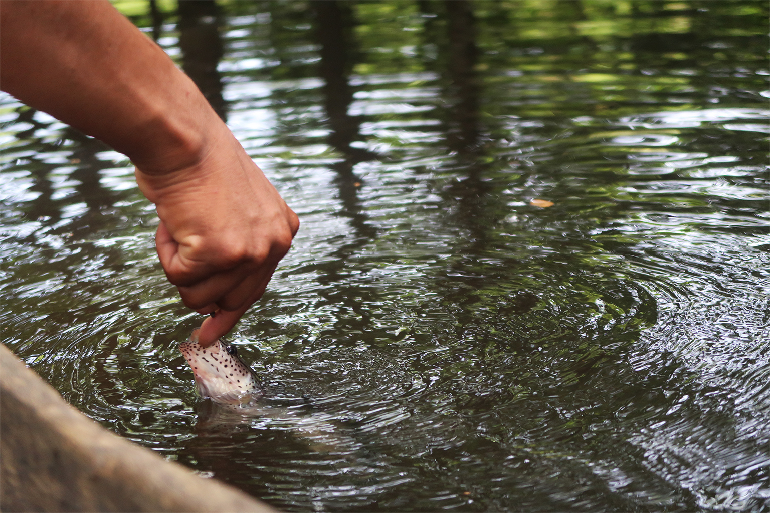 A fish caught from the waters of a flooded forest near the Indigenous Macaquiño community in Vaupés.