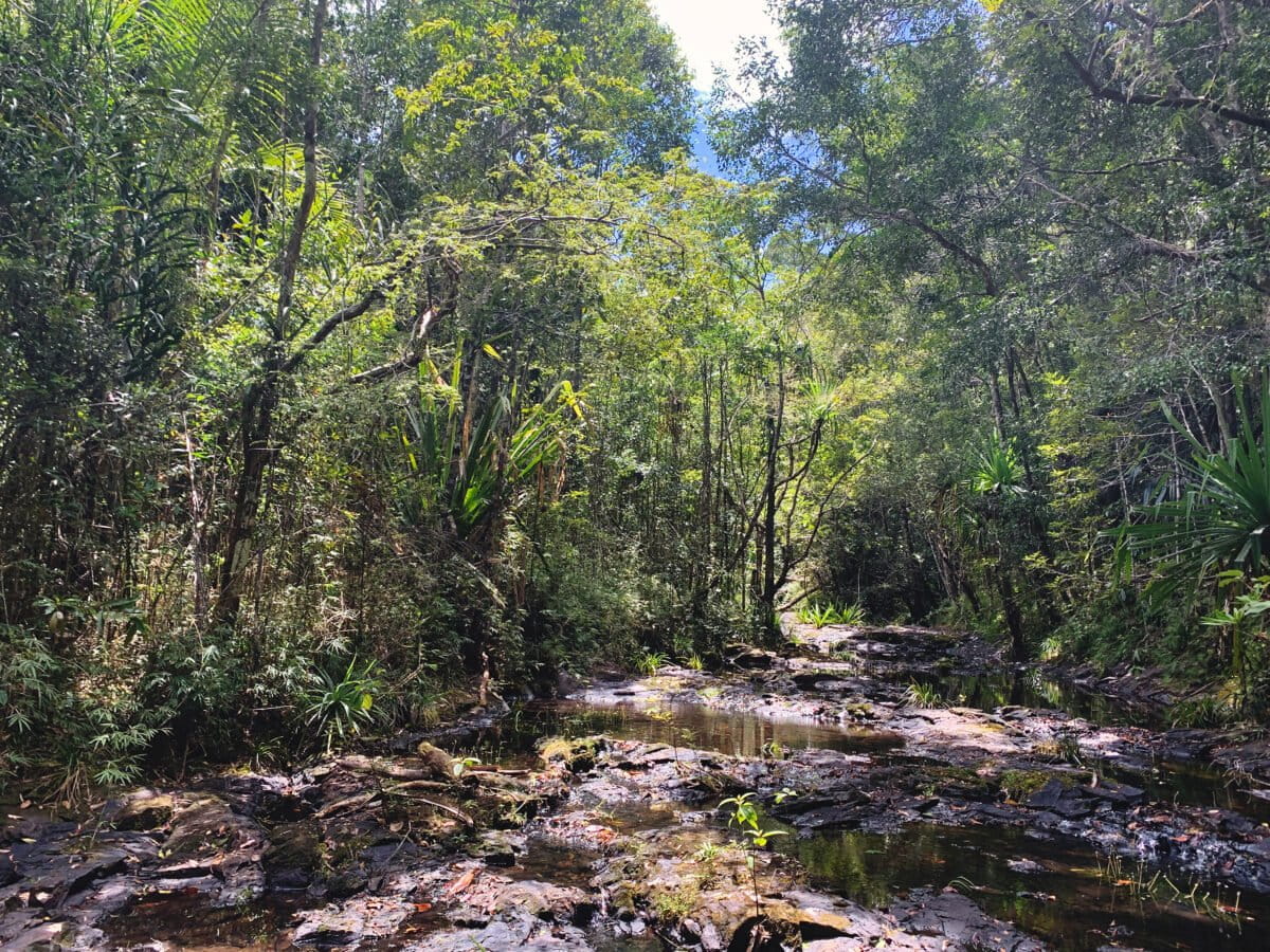 Healthy core Manombo forest. Photo by Nina Finley / Health in Harmony